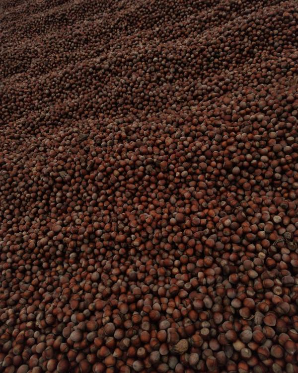 Cash Crops Business-as-ONE Project - 100 Specialized Farms