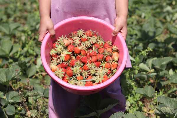 Farmers Registration
