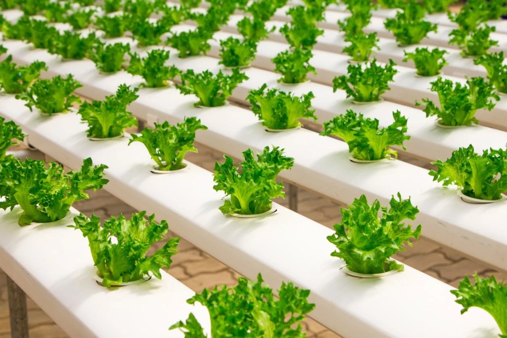 Organic Farming Business-as-ONE Project - 100 Farm Projects