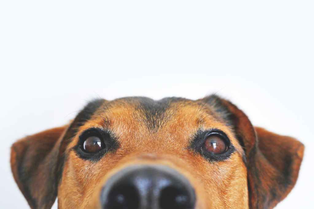 Pet Care Package