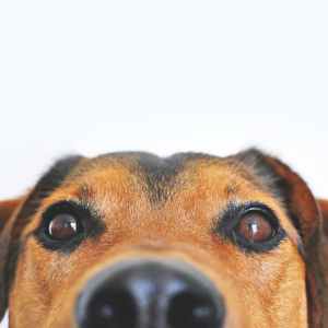 Pet Care Package