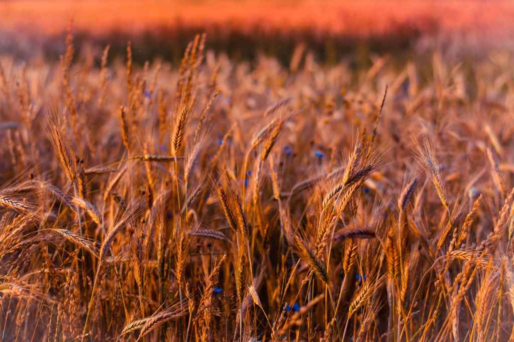 Cereal Crops Business-as-ONE Project - 100 Specialized Farms