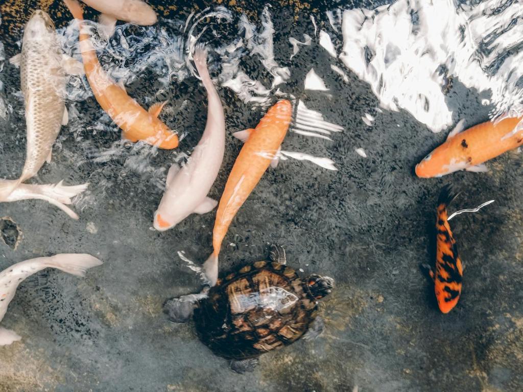 Aquaculture Business-as-ONE Project - 1,000 Farms